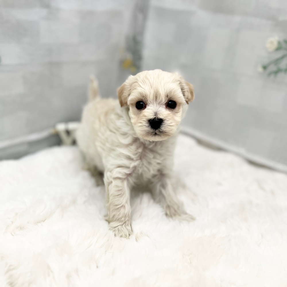 静岡県のマルプー(マルチーズ×プードル) (犬の家＆猫の里MEGAドン・キホーテ袋井店/2025年12月1日生まれ/男の子/クリーム)の子犬の4枚目の画像