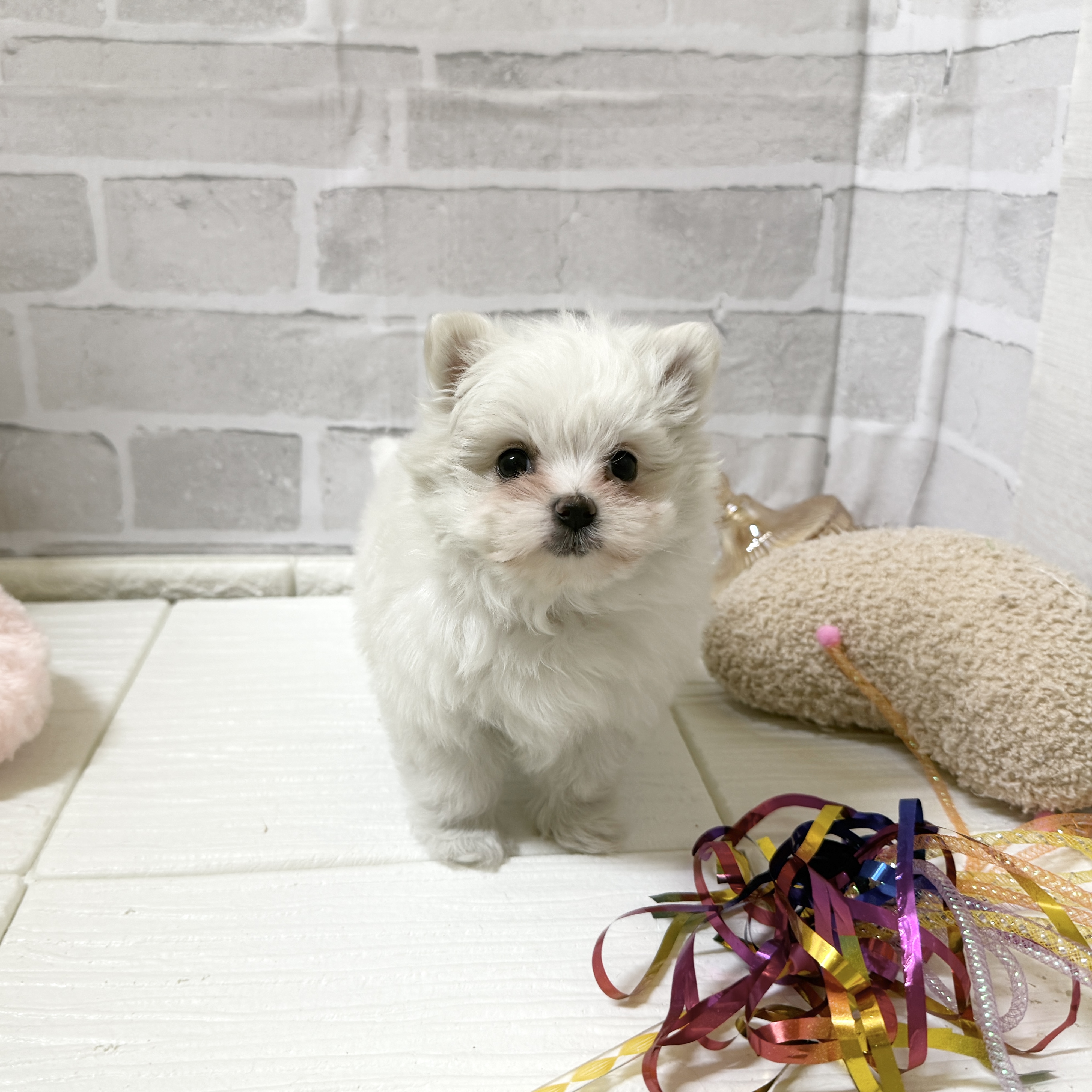 愛知県のポメマル/マルポメ(ポメラニアン×マルチーズ) (犬の家＆猫の里岡崎店/2025年11月29日生まれ/女の子/クリーム)の子犬の4枚目の画像