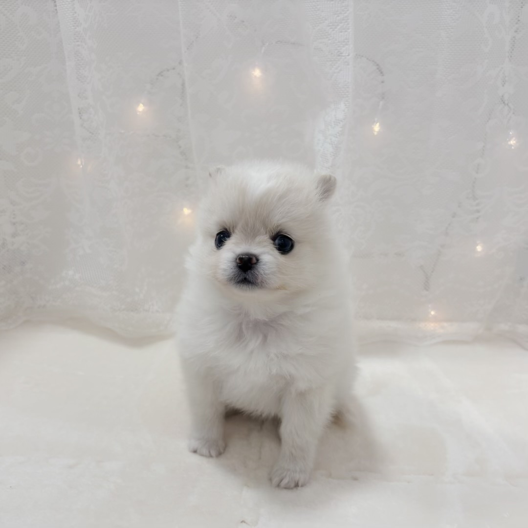千葉県のポメチワ/チワポメ/ポメチー(ポメラニアン×チワワ) (犬の家＆猫の里BIGHOPガーデンモール印西店/2025年12月2日生まれ/女の子/クリーム)の子犬の4枚目の画像