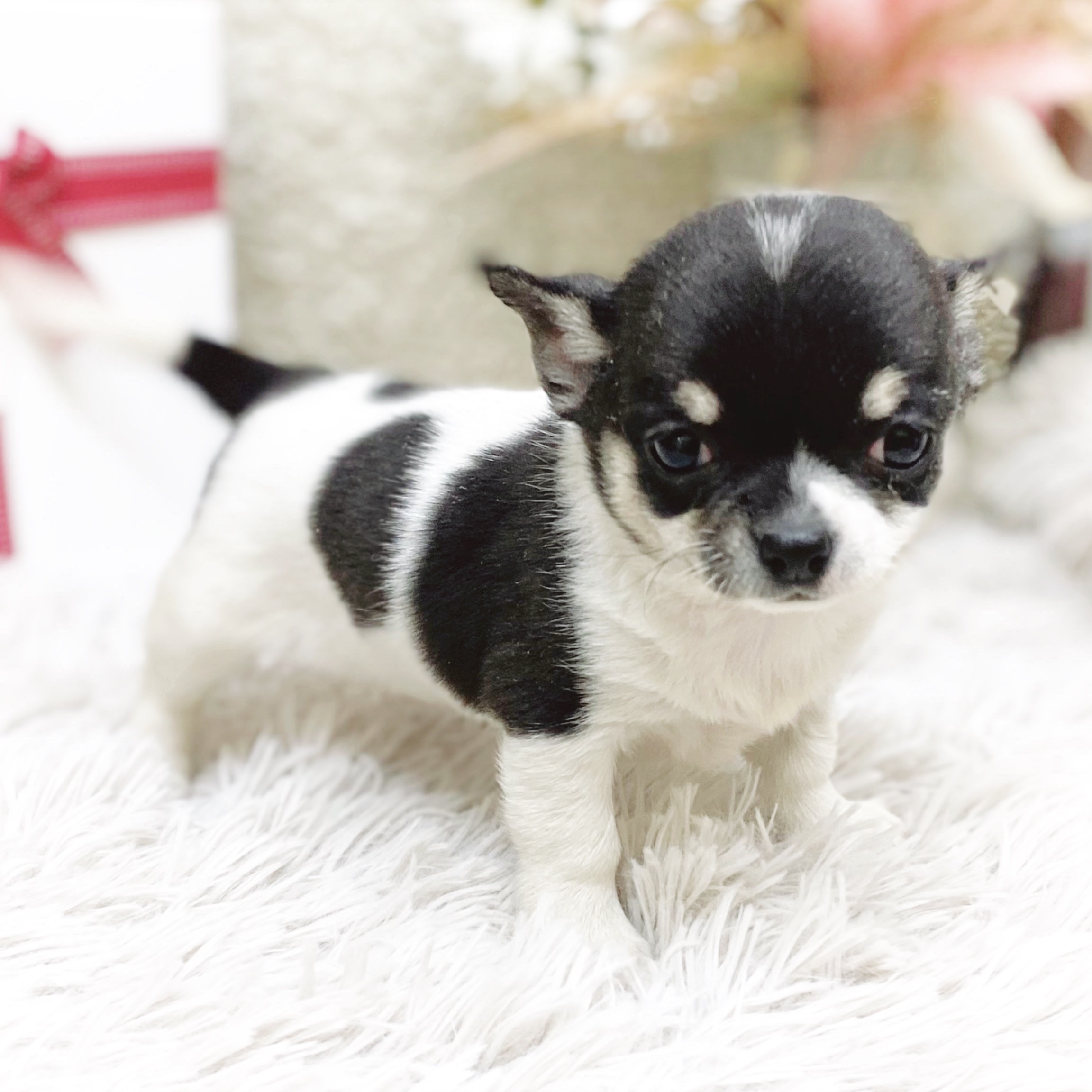 静岡県のチワワ(スムース) (犬の家＆猫の里藤枝店/2025年12月1日生まれ/女の子/ホワイトブラックタン)の子犬の4枚目の画像