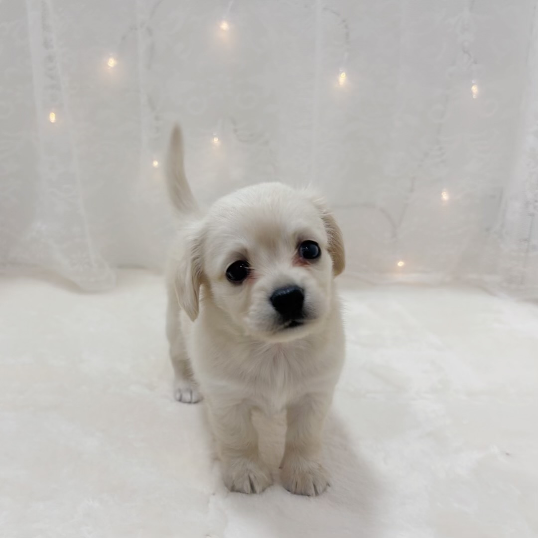 千葉県のチワックス(チワワ×ダックス) (犬の家＆猫の里BIGHOPガーデンモール印西店/2025年12月1日生まれ/女の子/イエロー)の子犬の4枚目の画像