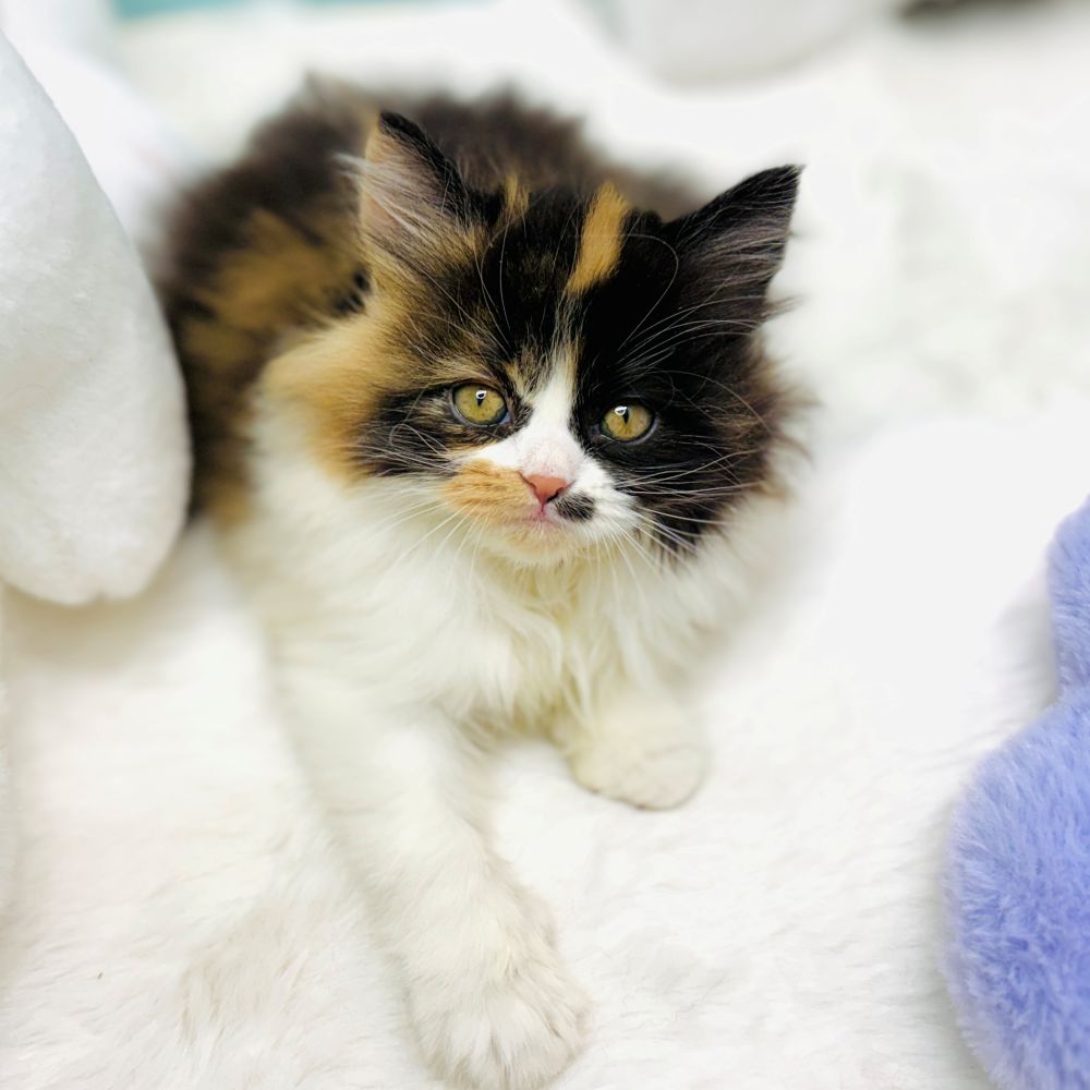 愛知県のスコティッシュストレート (犬の家＆猫の里愛知刈谷店/2025年12月2日生まれ/女の子/キャリコ)の子猫の4枚目の画像