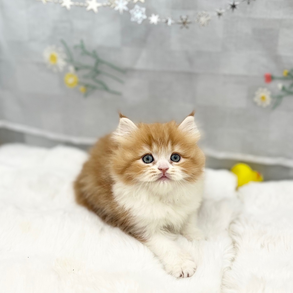 静岡県のスコティッシュストレート (犬の家＆猫の里MEGAドン・キホーテ袋井店/2025年12月2日生まれ/女の子/レッドタビーホワイト)の子猫の4枚目の画像