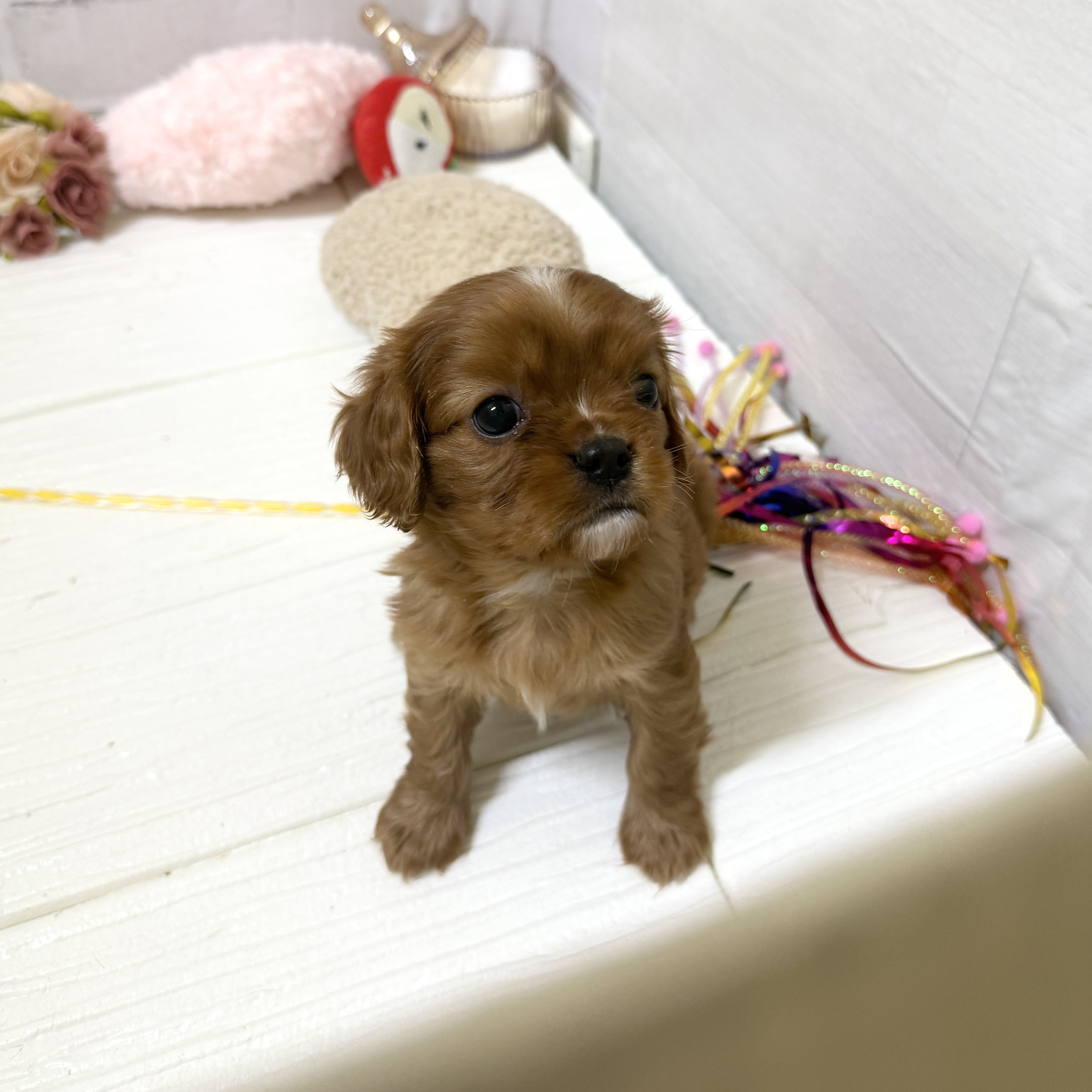 愛知県のキャバリアキングチャールズスパニエル (犬の家＆猫の里岡崎店/2025年12月1日生まれ/男の子/ルビー)の子犬の4枚目の画像