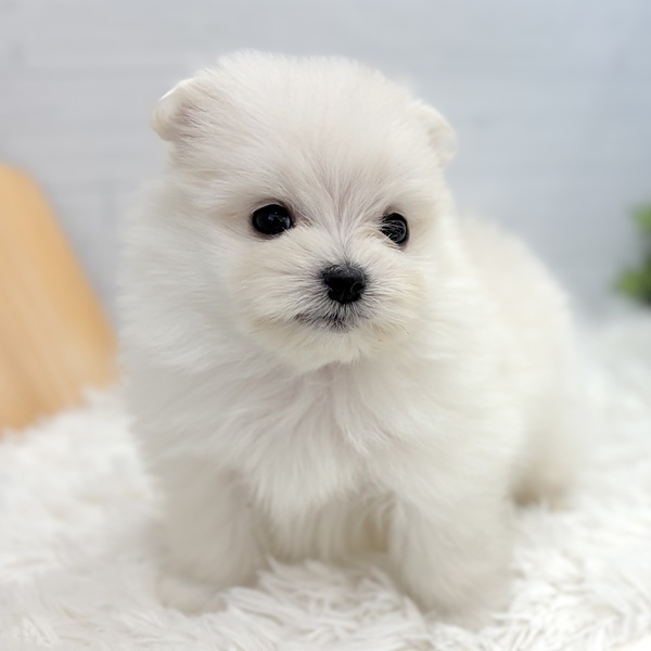 愛知県のポメマル/マルポメ(ポメラニアン×マルチーズ) (犬の家＆猫の里豊田店/2025年11月30日生まれ/男の子/クリーム)の子犬の4枚目の画像