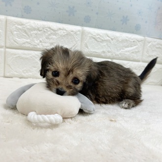 静岡県のマルックス(マルチーズ×ダックス) (犬の家＆猫の里マークイズ静岡店/2025年12月1日生まれ/女の子/シェーデットイエロー)の子犬の4枚目の画像