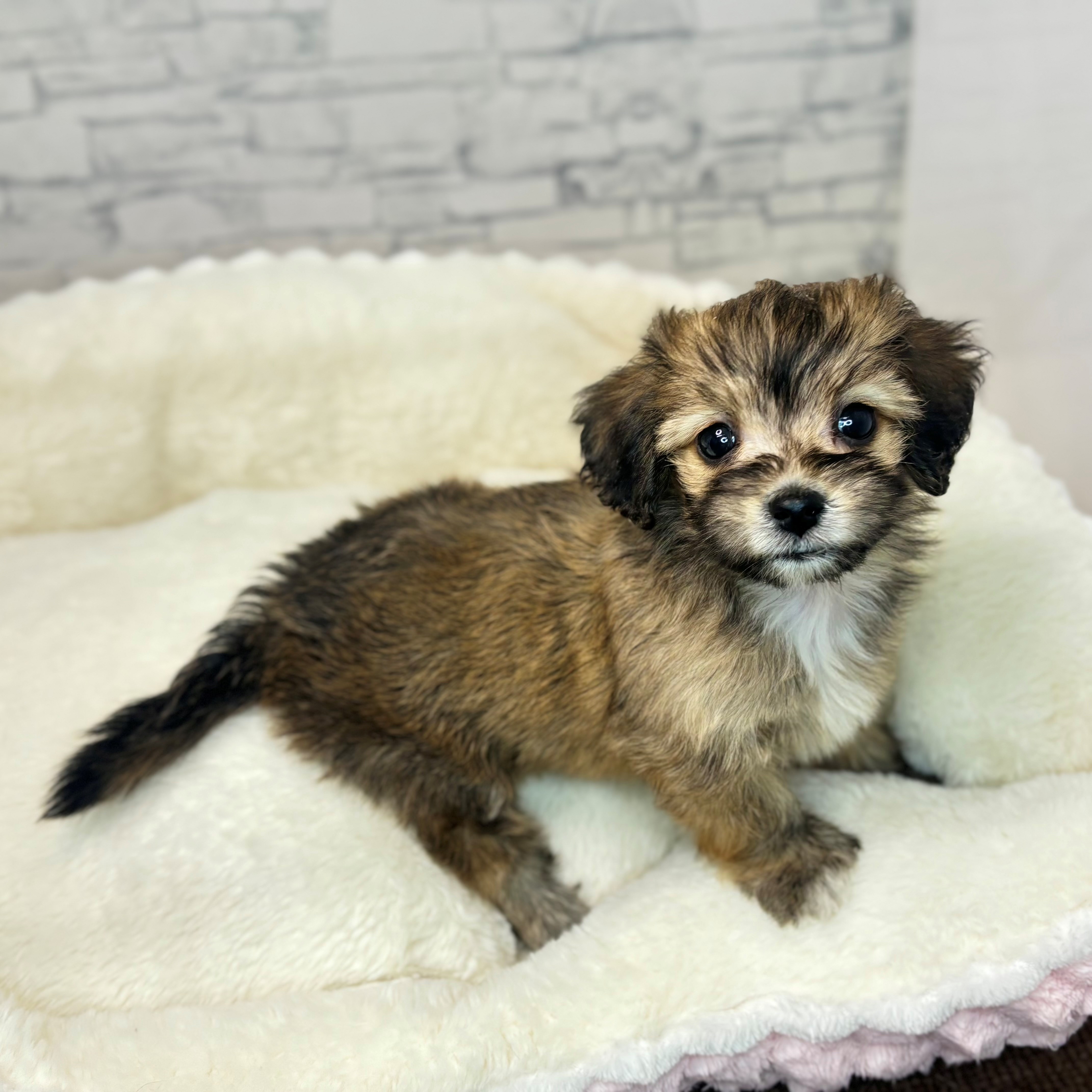 ハーフ犬女の子の写真