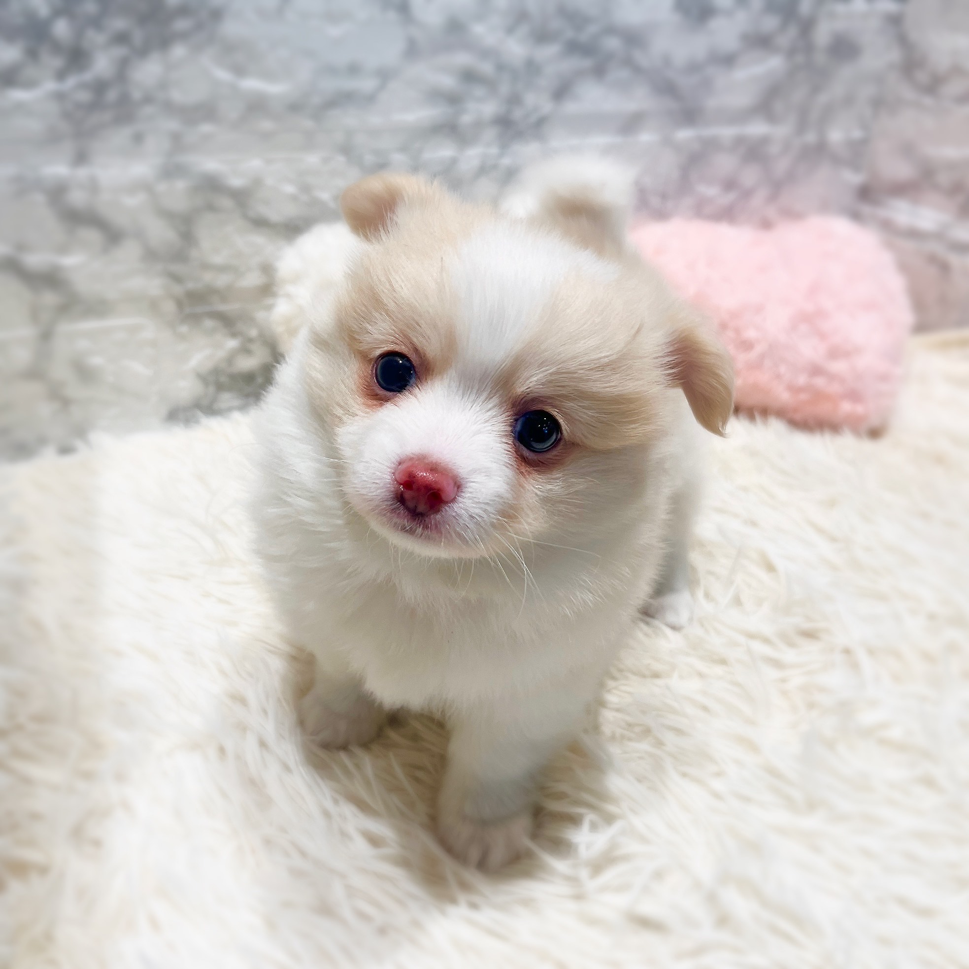 愛知県のポメチワ/チワポメ/ポメチー(ポメラニアン×チワワ) (犬の家＆猫の里MiO香久山店/2025年11月30日生まれ/男の子/クリーム)の子犬の4枚目の画像