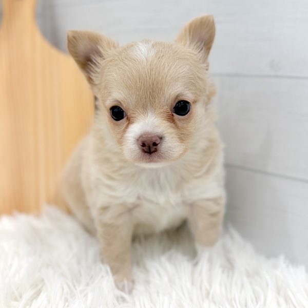 愛知県のチワワ(ロング) (犬の家＆猫の里豊田店/2025年12月2日生まれ/女の子/クリームホワイト)の子犬の4枚目の画像