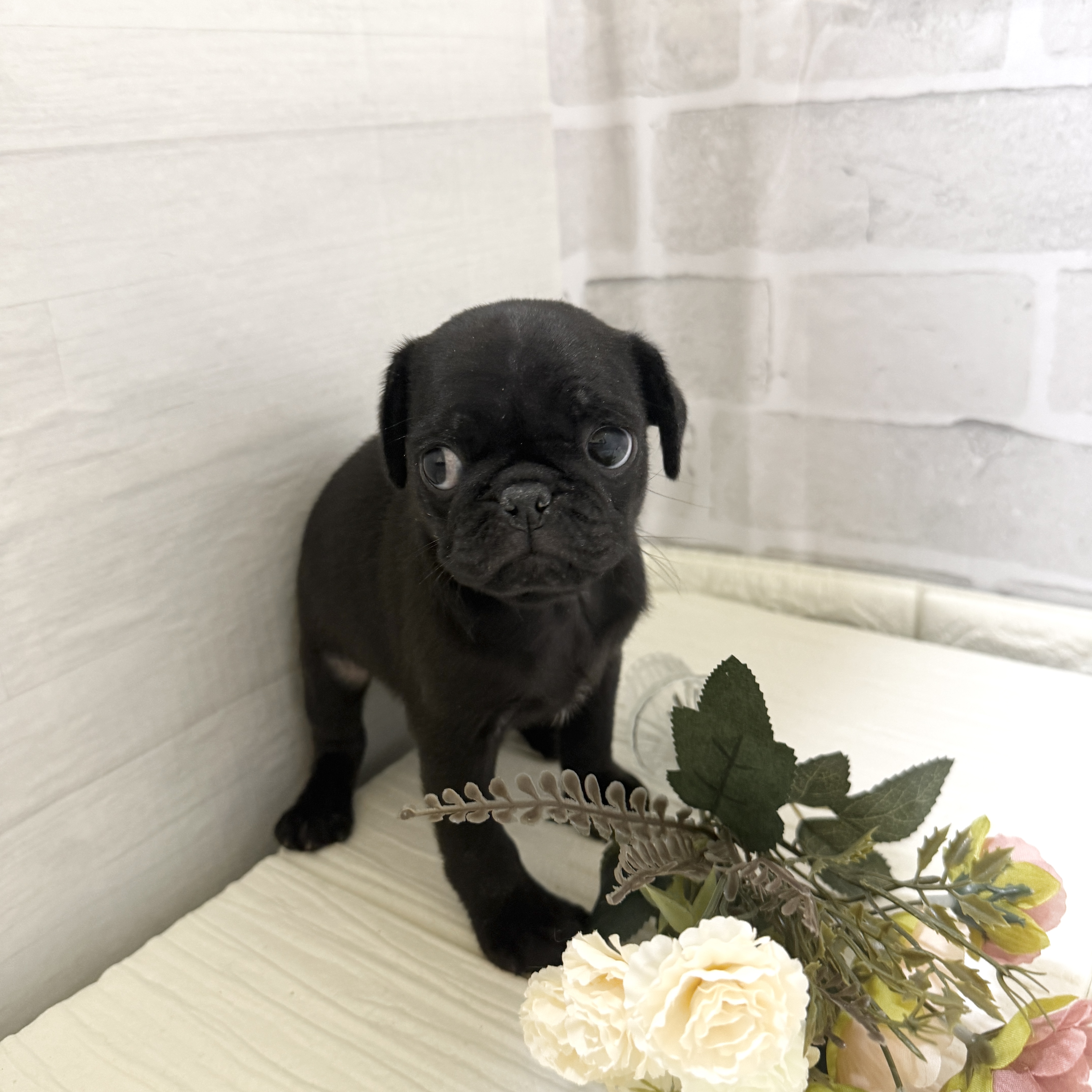 愛知県のパグ (犬の家＆猫の里岡崎店/2025年12月2日生まれ/男の子/ブラック)の子犬の4枚目の画像