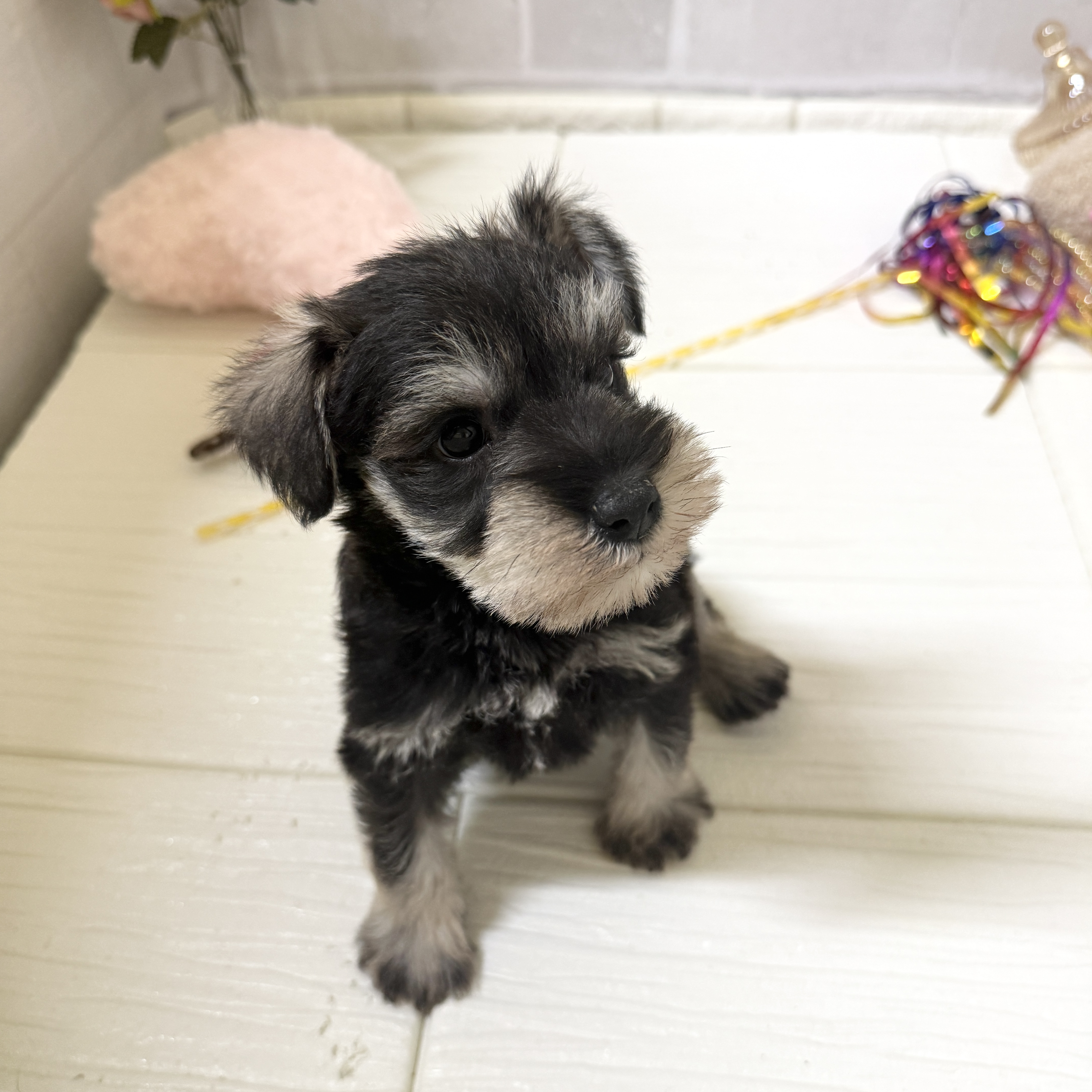 愛知県のミニチュアシュナウザー (犬の家＆猫の里岡崎店/2025年12月2日生まれ/男の子/ソルトペッパー)の子犬の4枚目の画像