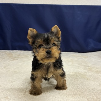 愛知県のヨークシャーテリア (犬の家＆猫の里一宮店/2025年12月2日生まれ/女の子/スチールブルータン)の子犬の4枚目の画像