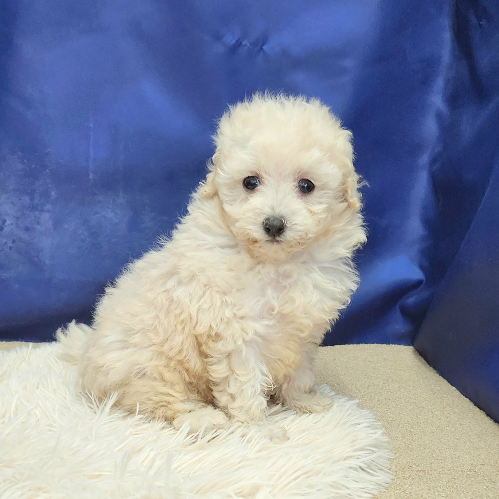 岐阜県のトイプードル(トイ) (犬の家＆猫の里中津川店/2025年11月30日生まれ/男の子/クリーム)の子犬の4枚目の画像