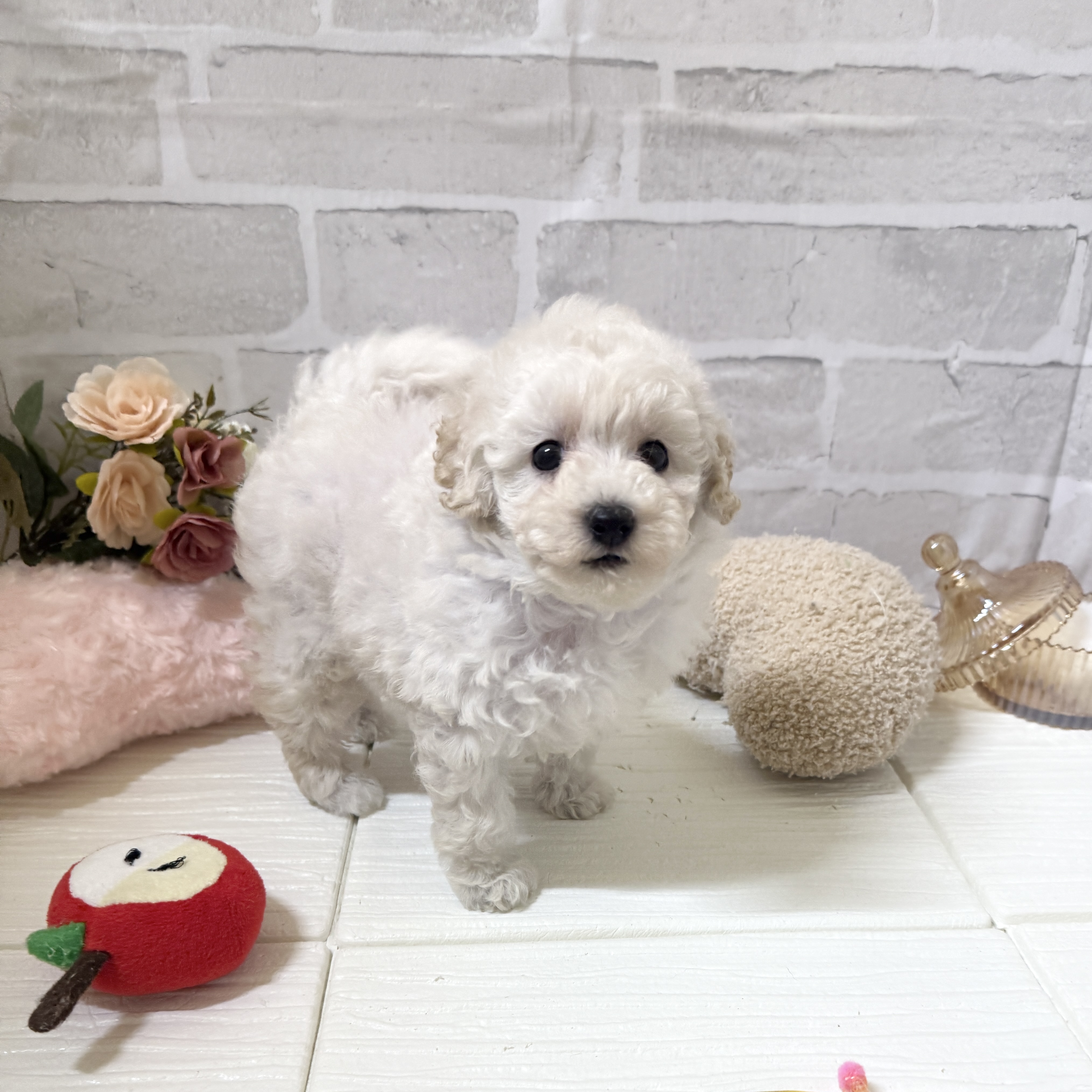 愛知県のトイプードル(トイ) (犬の家＆猫の里岡崎店/2025年12月2日生まれ/女の子/ホワイト)の子犬の4枚目の画像