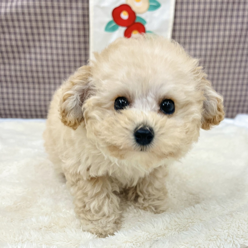 愛知県のトイプードル(トイ) (犬の家＆猫の里エアポートウォーク店/2025年12月2日生まれ/女の子/クリーム)の子犬の4枚目の画像
