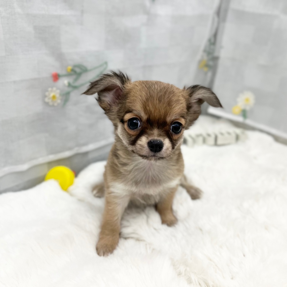 静岡県のチワワ(ロング) (犬の家＆猫の里MEGAドン・キホーテ袋井店/2025年11月30日生まれ/女の子/フォーン)の子犬の4枚目の画像