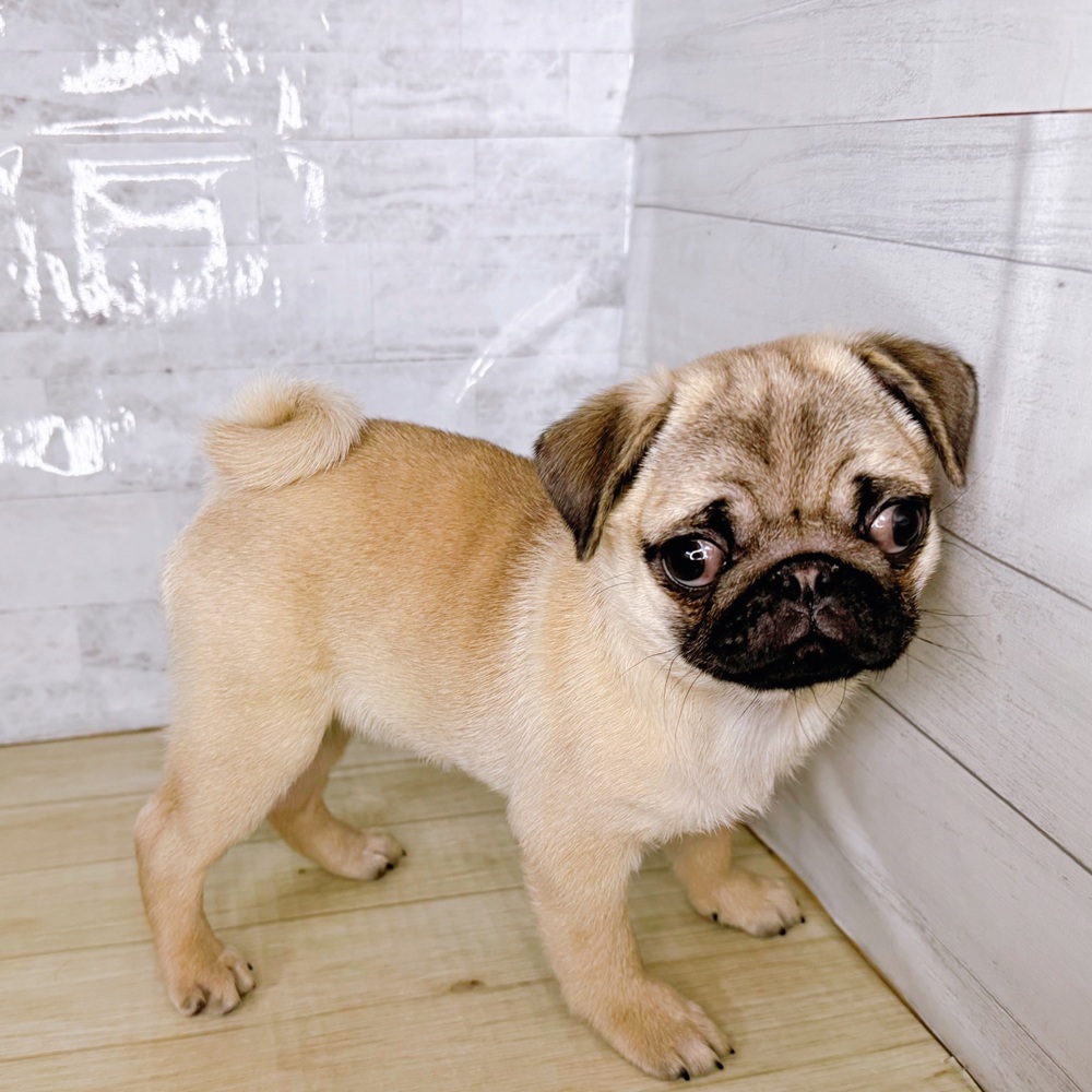 長野県のパグ (犬の家＆猫の里塩尻店/2025年11月29日生まれ/女の子/フォーン)の子犬の4枚目の画像
