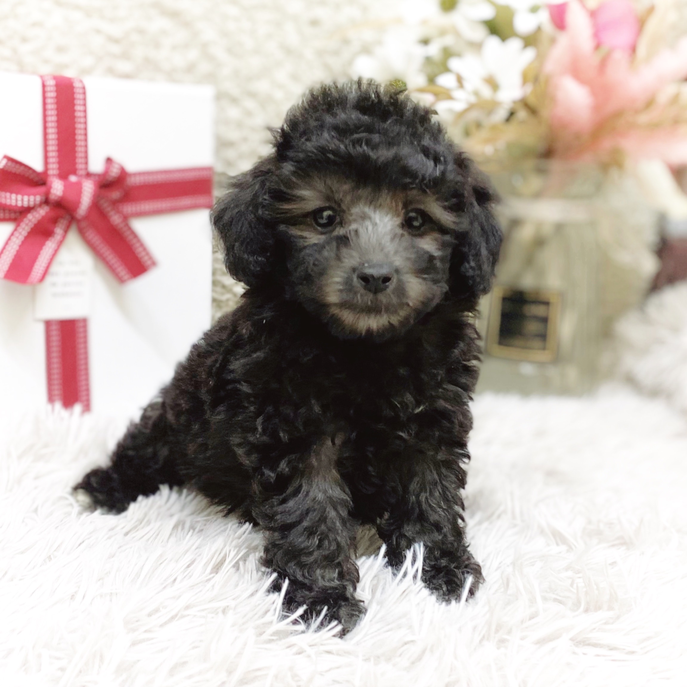 静岡県のトイプードル(トイ) (犬の家＆猫の里藤枝店/2025年11月30日生まれ/女の子/シルバー)の子犬の4枚目の画像