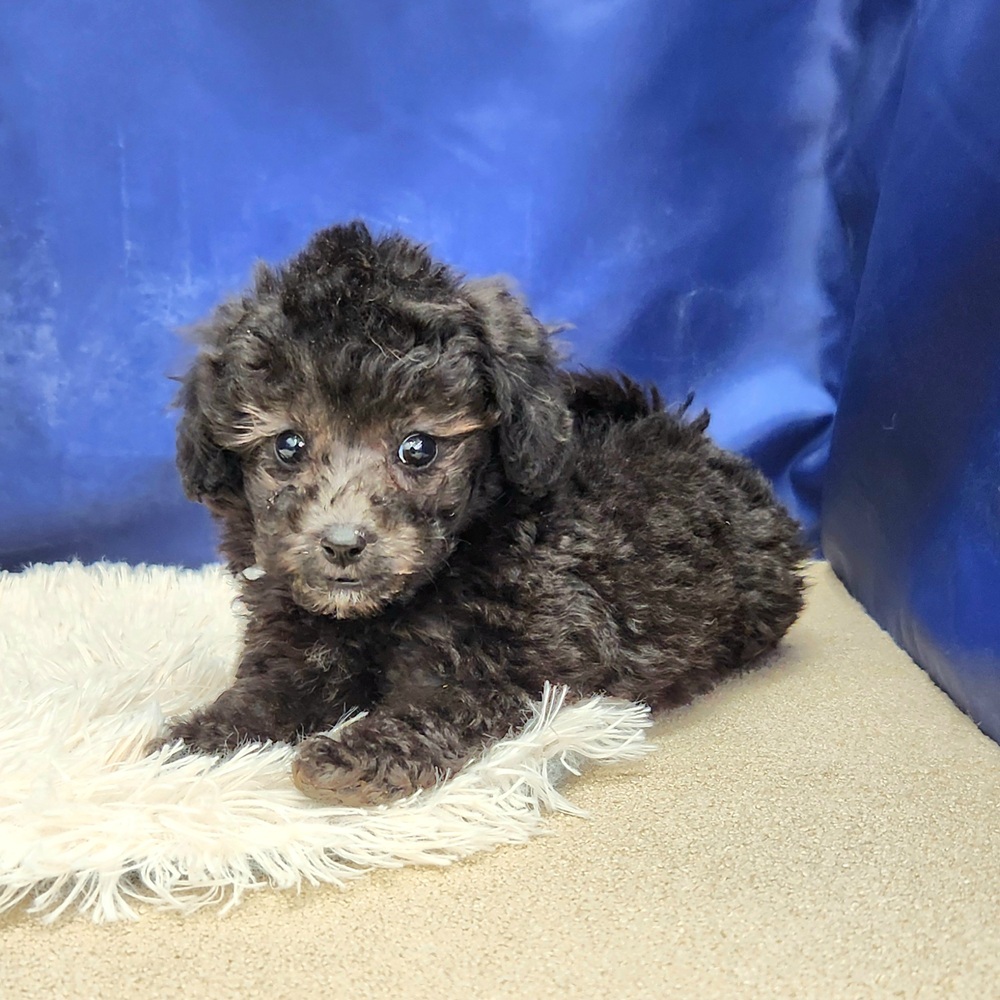 岐阜県のトイプードル(トイ) (犬の家＆猫の里中津川店/2025年11月30日生まれ/女の子/シルバー)の子犬の4枚目の画像