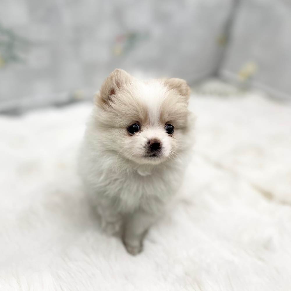 静岡県のポメチワ/チワポメ/ポメチー(ポメラニアン×チワワ) (犬の家＆猫の里MEGAドン・キホーテ袋井店/2025年12月1日生まれ/女の子/ホワイトクリーム)の子犬の4枚目の画像