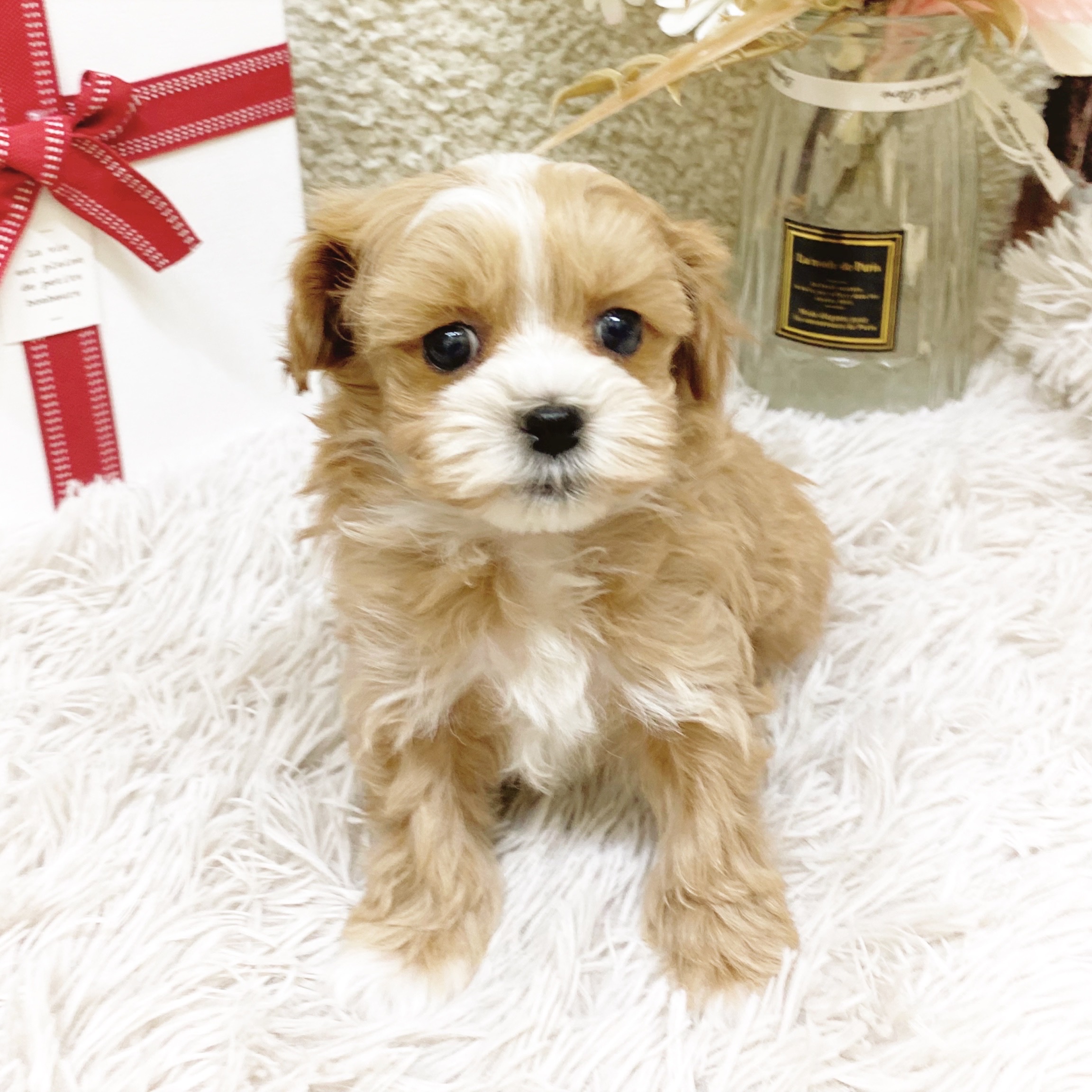 静岡県のマルプー(マルチーズ×プードル) (犬の家＆猫の里藤枝店/2025年11月30日生まれ/男の子/アプリコットホワイト)の子犬の4枚目の画像