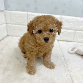 トイプードル女の子の写真
