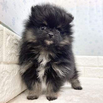静岡県のポメラニアン (犬の家＆猫の里マークイズ静岡店/2025年11月29日生まれ/女の子/ブラックタン)の子犬の4枚目の画像