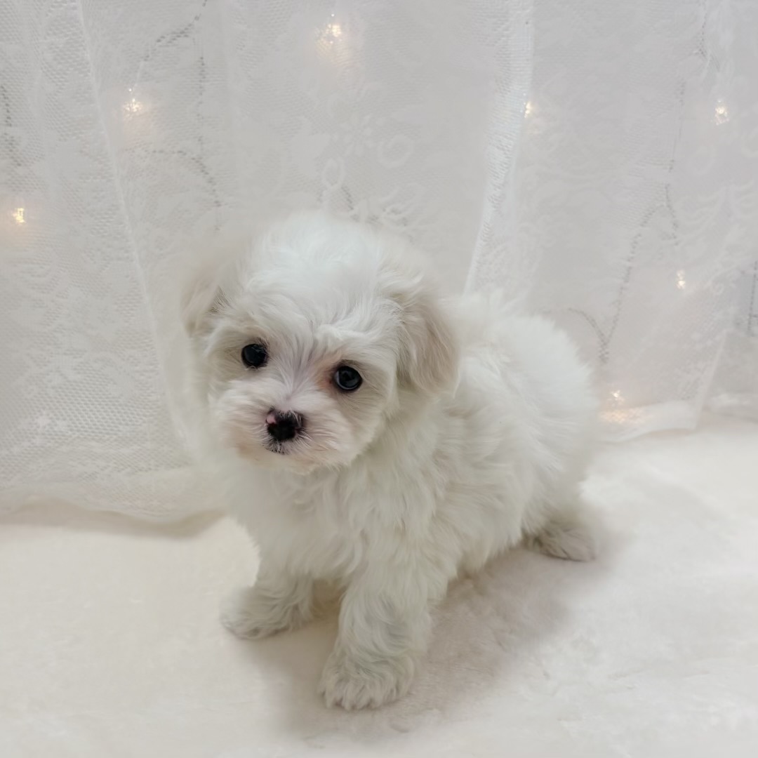 千葉県のマルチーズ (犬の家＆猫の里BIGHOPガーデンモール印西店/2025年11月30日生まれ/女の子/ホワイト)の子犬の4枚目の画像