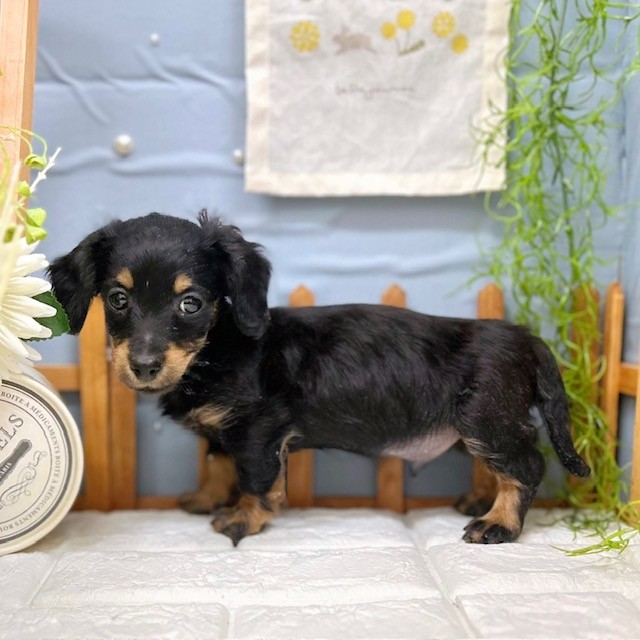 千葉県のミニチュアダックスフンド(ロング) (犬の家＆猫の里ワンズモール稲毛店/2025年12月1日生まれ/男の子/ブラックタン)の子犬の4枚目の画像