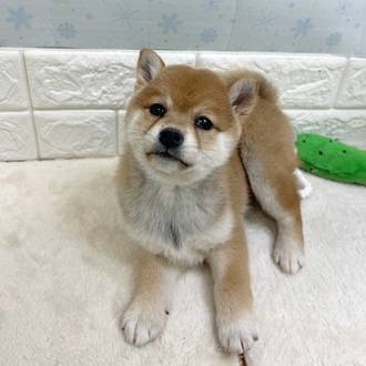 静岡県の柴犬(標準サイズ) (犬の家＆猫の里マークイズ静岡店/2025年12月2日生まれ/女の子/赤)の子犬の4枚目の画像