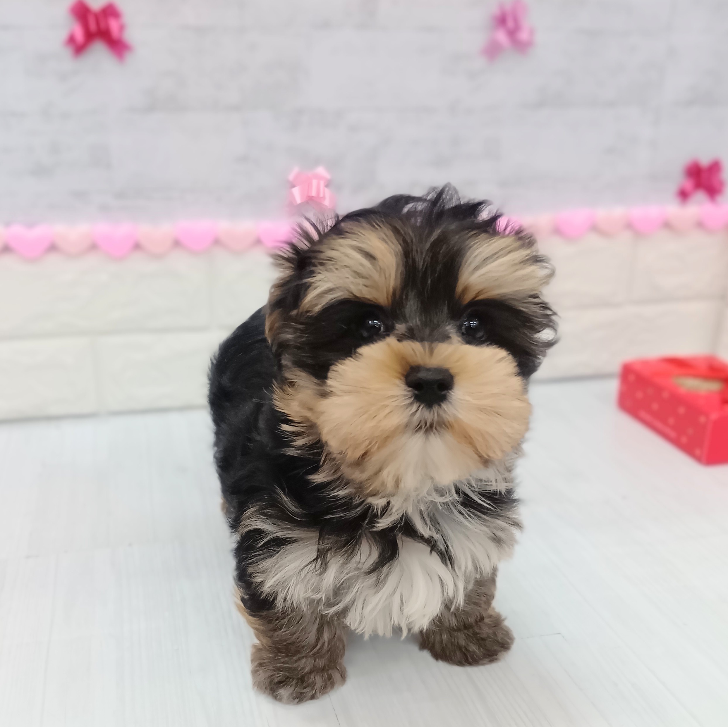 静岡県のマルキー/マルヨーキー(マルチーズ×ヨークシャーテリア) (犬の家＆猫の里プレ葉ウォーク浜北店/2025年11月27日生まれ/男の子/スチールブルータン)の子犬の4枚目の画像