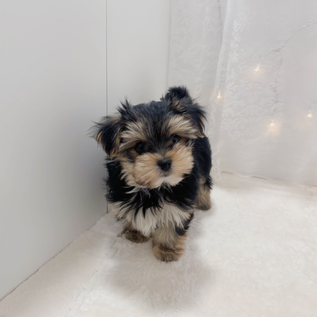 千葉県のマルキー/マルヨーキー(マルチーズ×ヨークシャーテリア) (犬の家＆猫の里BIGHOPガーデンモール印西店/2025年11月27日生まれ/男の子/スチールブルータン)の子犬の4枚目の画像