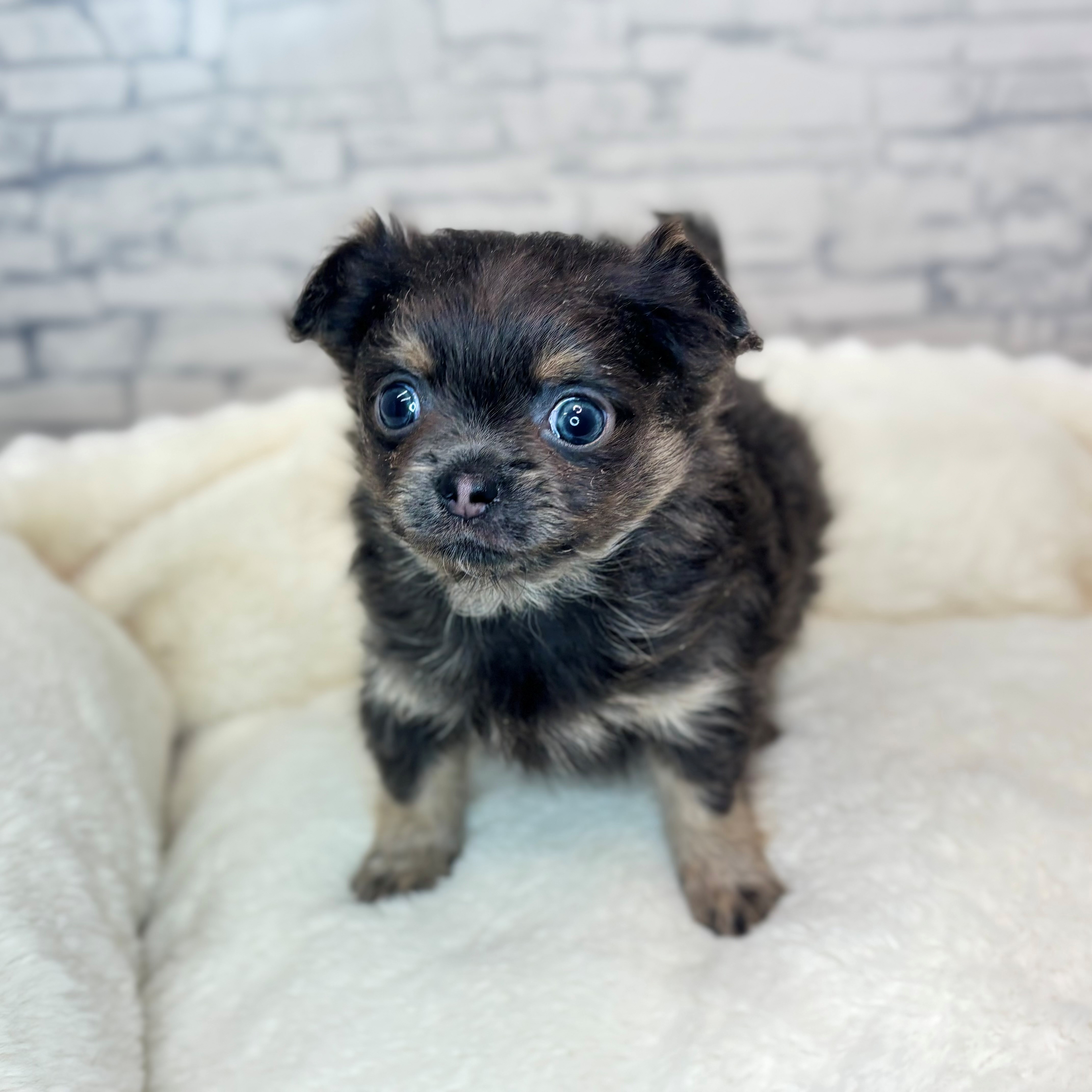 長野県のポメチワ/チワポメ/ポメチー(ポメラニアン×チワワ) (犬の家＆猫の里長野店/2025年12月2日生まれ/男の子/ブルークリーム)の子犬の4枚目の画像