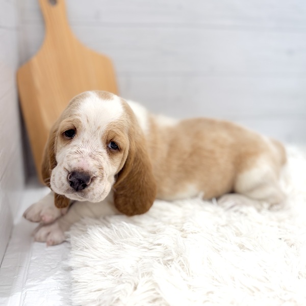 愛知県のバセットハウンド (犬の家＆猫の里豊田店/2025年11月28日生まれ/男の子/レモンホワイト)の子犬の4枚目の画像