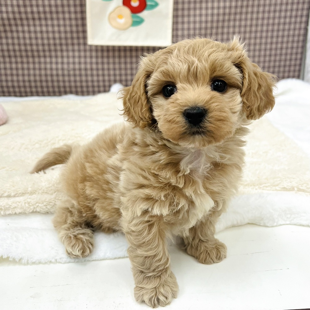 愛知県のマルプー(マルチーズ×プードル) (犬の家＆猫の里エアポートウォーク店/2025年12月1日生まれ/女の子/クリーム)の子犬の4枚目の画像