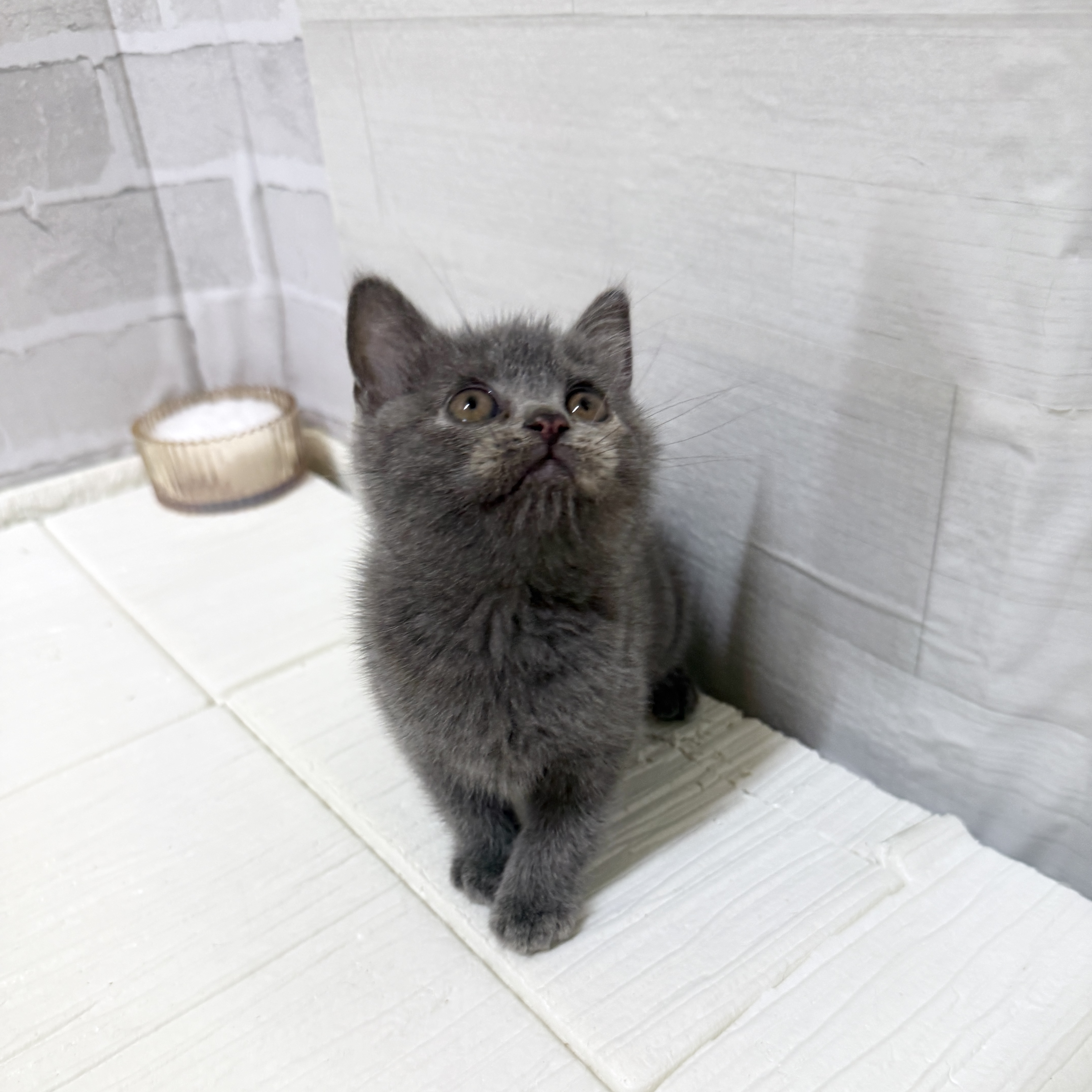 愛知県のブリティッシュショートヘアー (犬の家＆猫の里岡崎店/2025年11月30日生まれ/女の子/ブルークリーム)の子猫の4枚目の画像