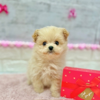 静岡県のポメプー(ポメラニアン×プードル) (犬の家＆猫の里プレ葉ウォーク浜北店/2025年11月30日生まれ/男の子/クリーム)の子犬の4枚目の画像