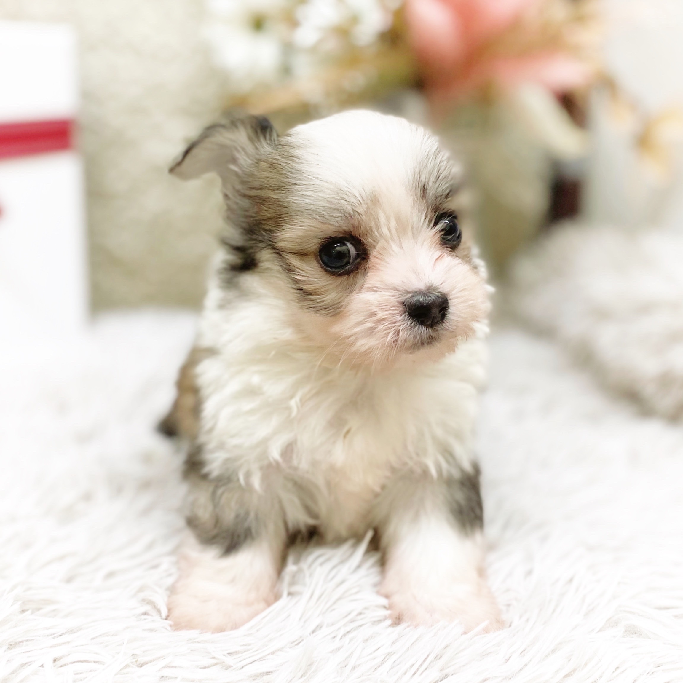 静岡県のチワマル/マルチワ(チワワ×マルチーズ) (犬の家＆猫の里藤枝店/2025年12月1日生まれ/男の子/パーティーカラー)の子犬の4枚目の画像