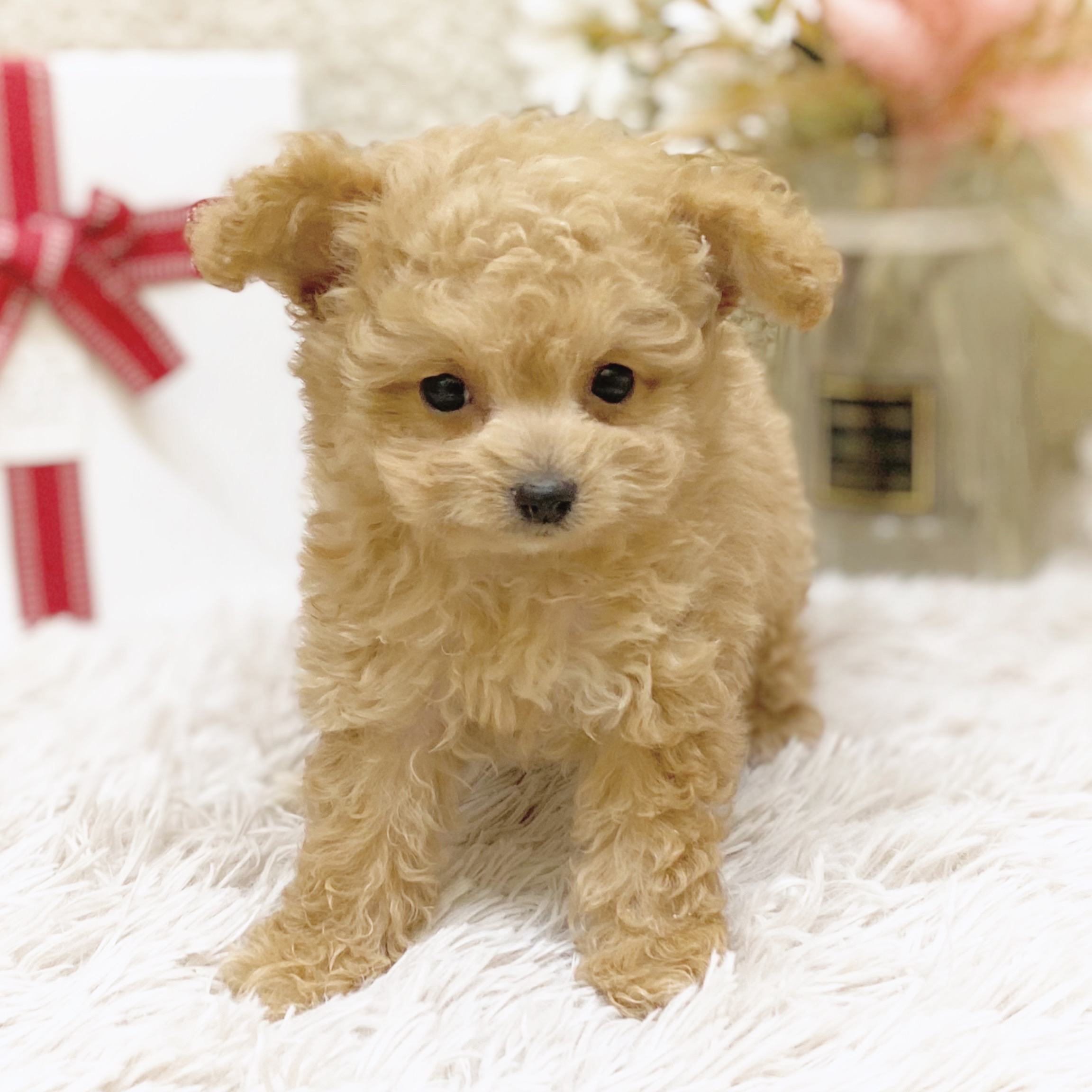 静岡県のビションプー(ビションフリーゼ×プードル) (犬の家＆猫の里藤枝店/2025年12月1日生まれ/女の子/アプリコット)の子犬の4枚目の画像