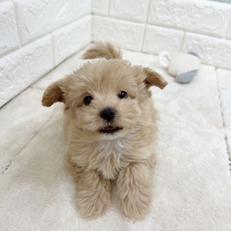 ハーフ犬女の子の写真