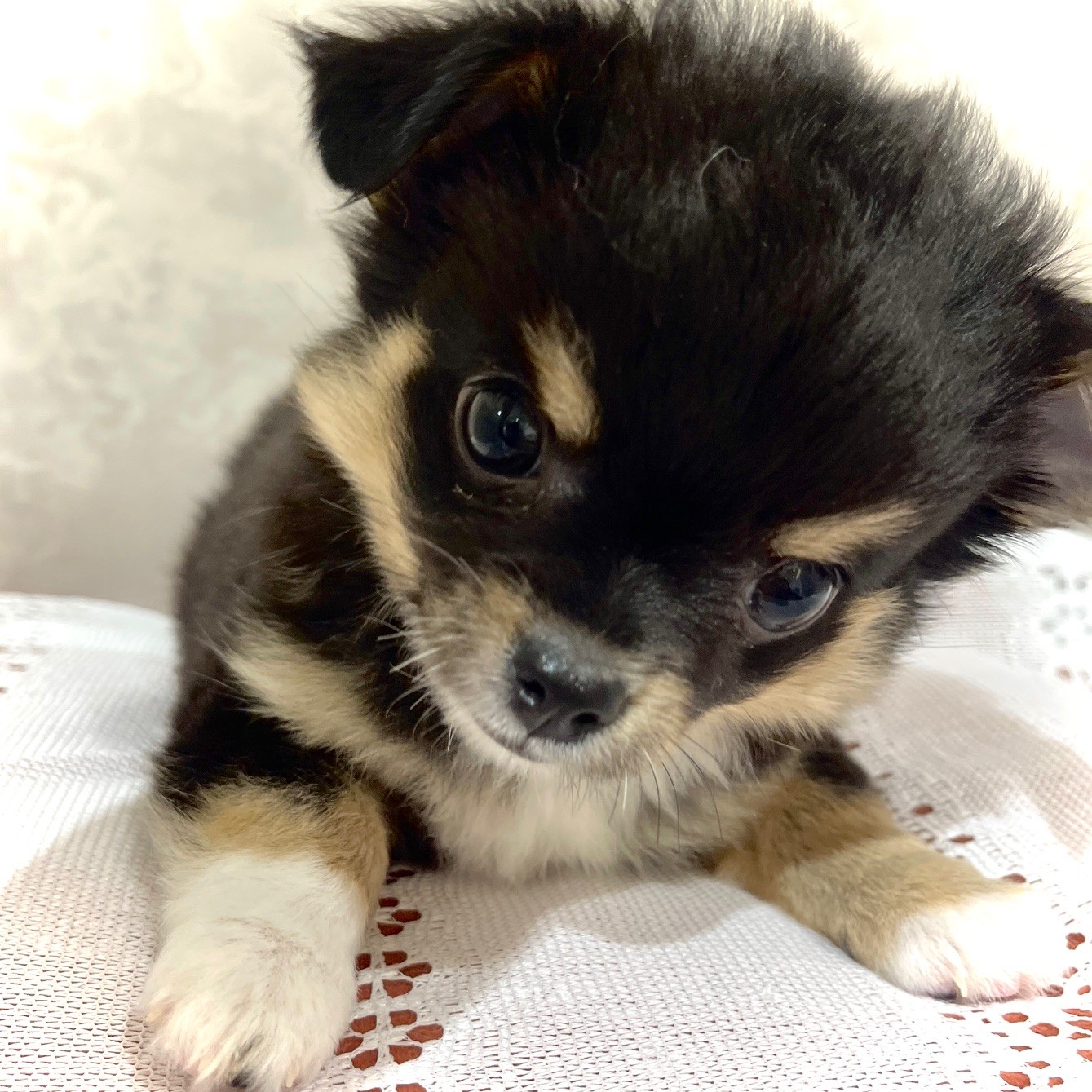 福岡県のチワワ(ロング) (犬の家＆猫の里くりえいと宗像店/2025年12月1日生まれ/男の子/ブラック、タン＆ホワイト＆ホワイト)の子犬の4枚目の画像