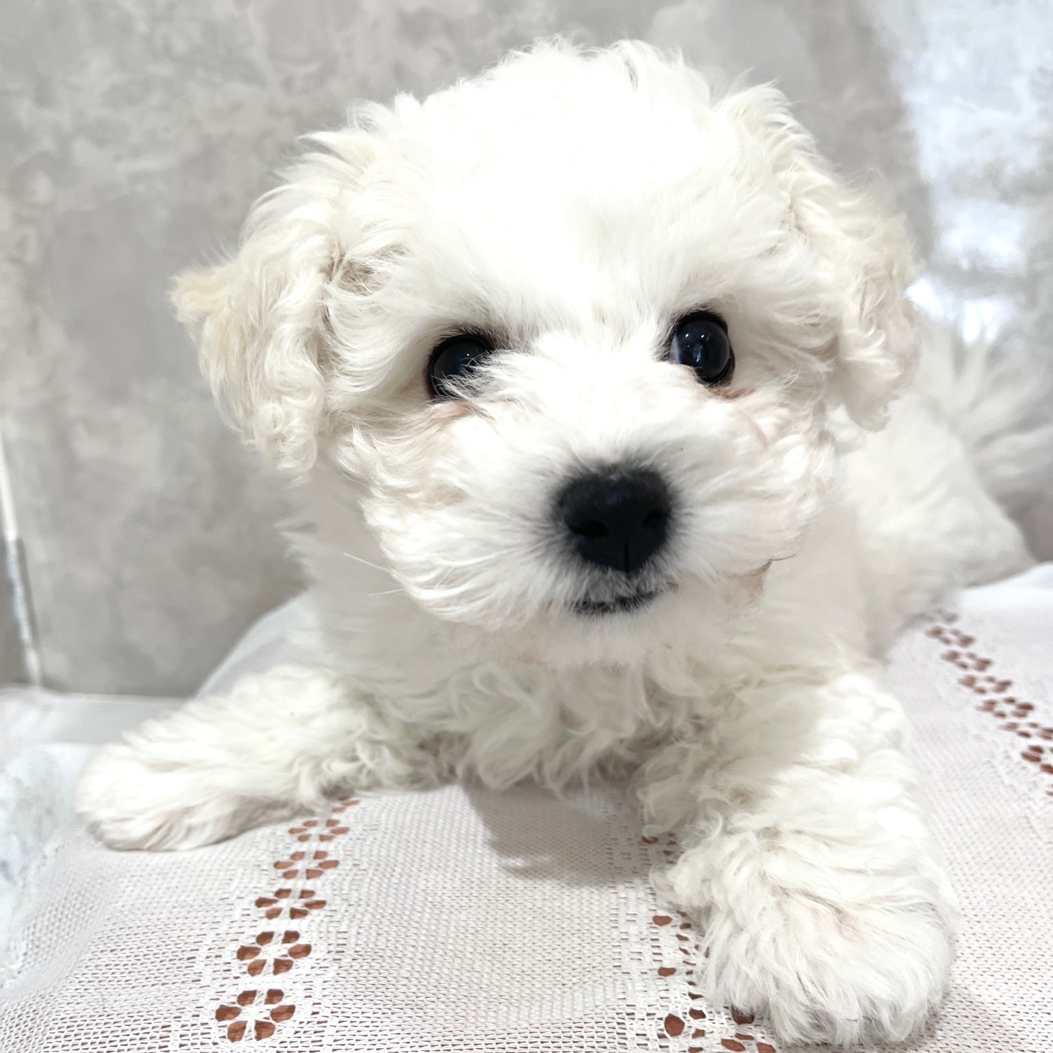 福岡県のビションフリーゼ (犬の家＆猫の里くりえいと宗像店/2025年12月1日生まれ/男の子/ホワイト)の子犬の1枚目の画像