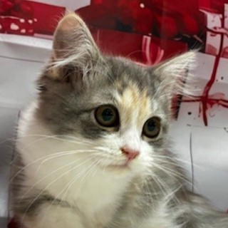 福岡県のマンチカン (犬の家＆猫の里トリアス久山店/2025年11月30日生まれ/女の子/ブルーパッチドタビーホワイト)の子猫の1枚目の画像