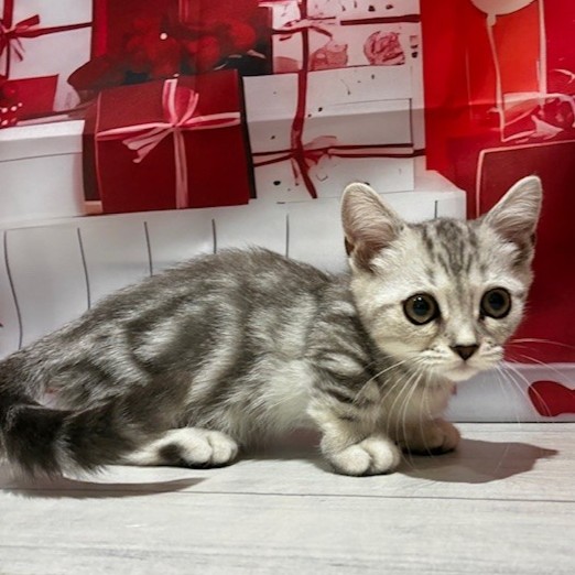 福岡県のマンチカン (犬の家＆猫の里トリアス久山店/2025年11月30日生まれ/男の子/シルバータビー)の子猫の4枚目の画像