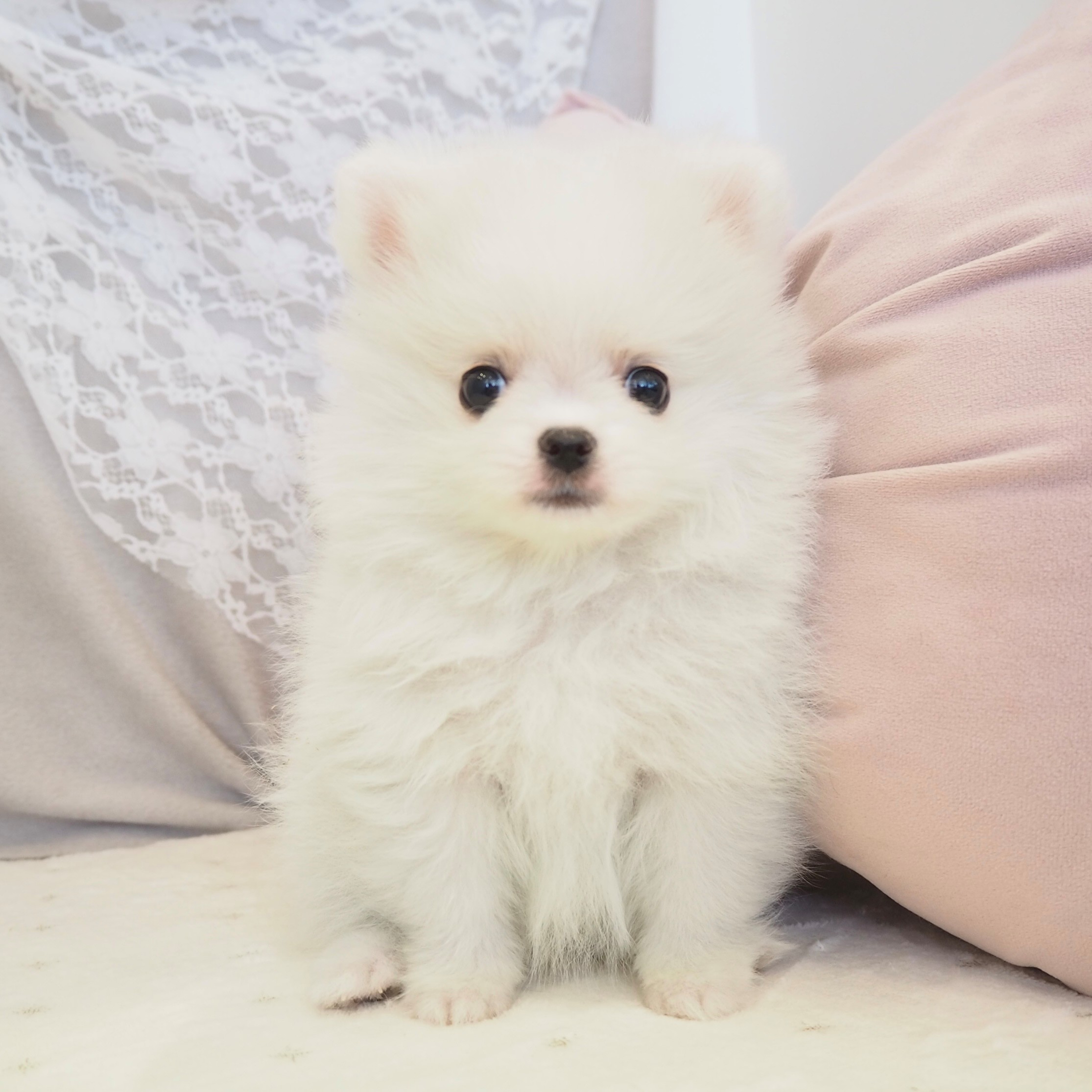 ハーフ犬男の子の写真