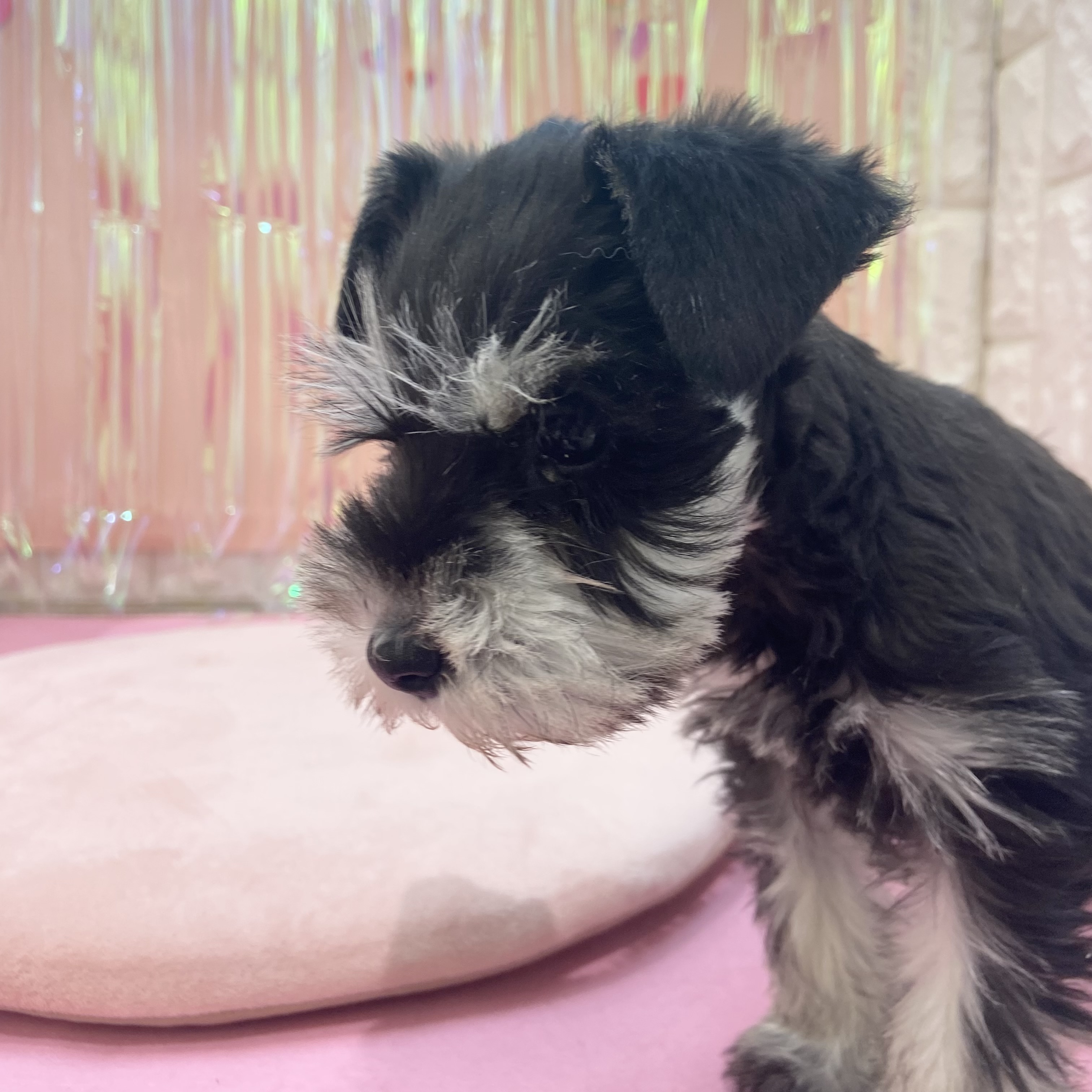 岡山県のミニチュアシュナウザー (犬の家＆猫の里倉敷店/2025年12月2日生まれ/男の子/ブラックシルバー)の子犬の4枚目の画像