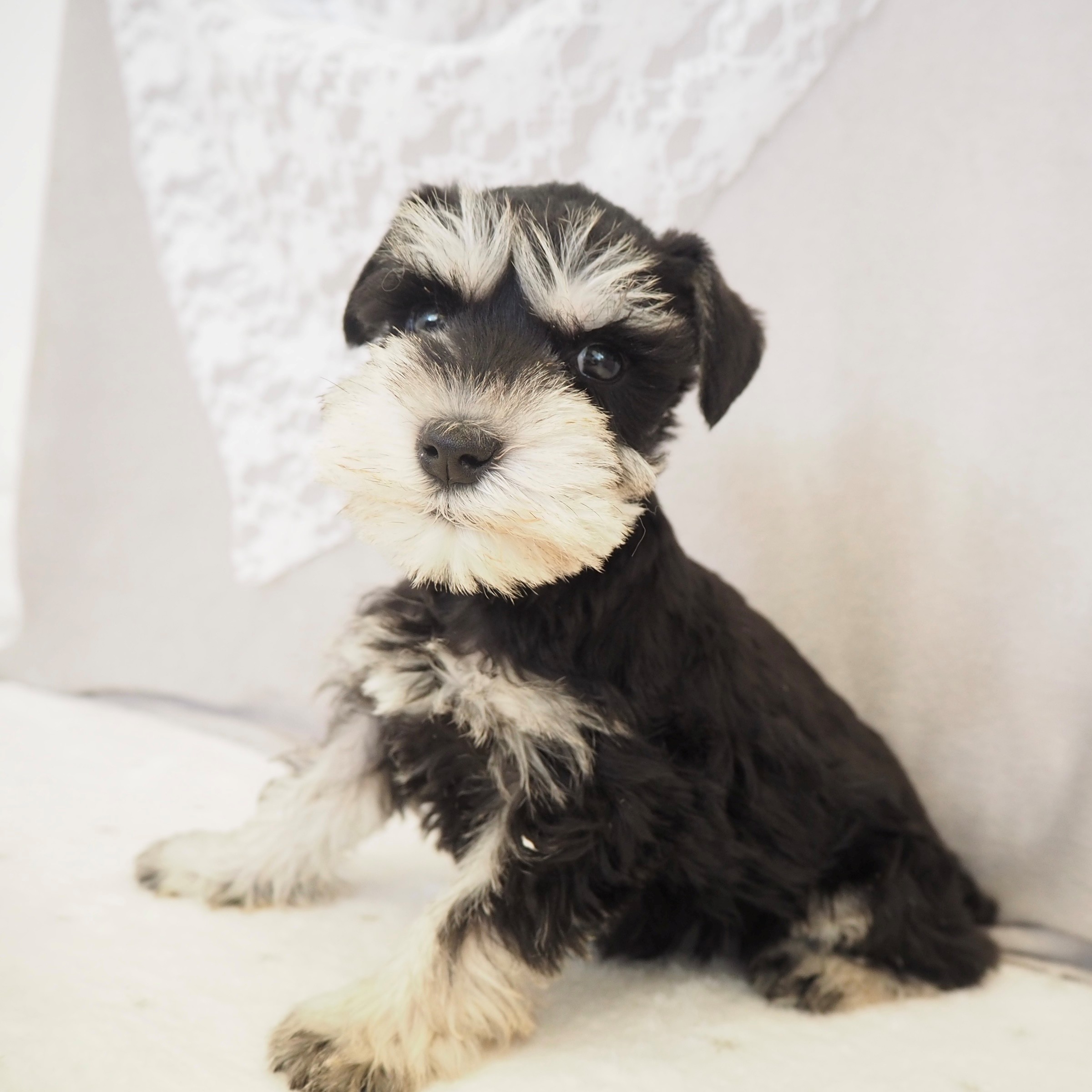 大阪府のミニチュアシュナウザー (犬の家＆猫の里もりのみやキューズモールBASE店/2025年12月2日生まれ/女の子/ブラックシルバー)の子犬の4枚目の画像