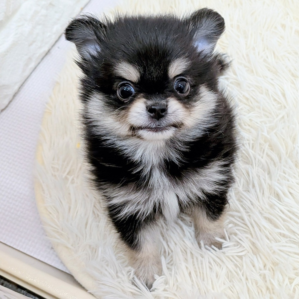 愛知県のポメチワ/チワポメ/ポメチー(ポメラニアン×チワワ) (犬の家＆猫の里MEGAドン・キホーテ東海名和店/2025年12月2日生まれ/男の子/ブラックタンホワイト)の子犬の4枚目の画像