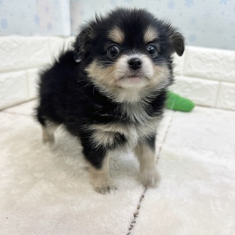 静岡県のポメチワ/チワポメ/ポメチー(ポメラニアン×チワワ) (犬の家＆猫の里マークイズ静岡店/2025年12月2日生まれ/女の子/ブラックタンホワイト)の子犬の4枚目の画像