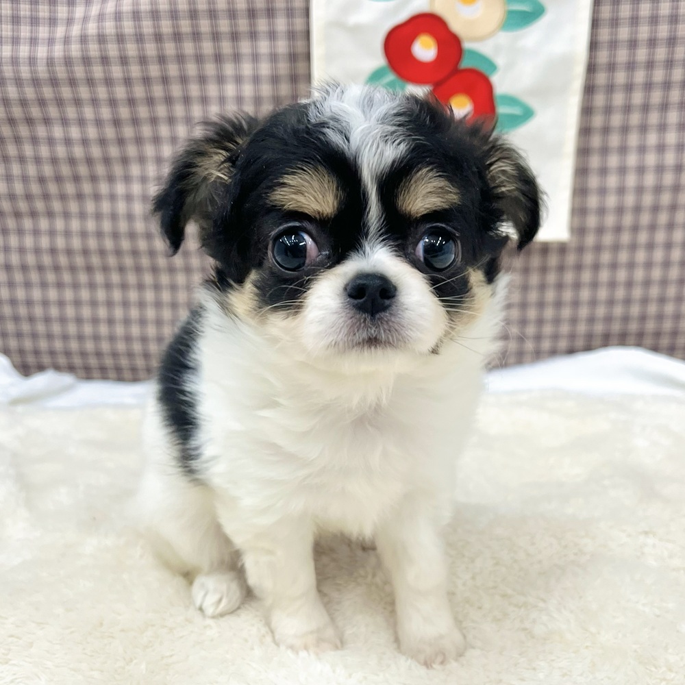 愛知県のチワワ(ロング) (犬の家＆猫の里エアポートウォーク店/2025年11月30日生まれ/女の子/ホワイトブラックタン)の子犬の4枚目の画像